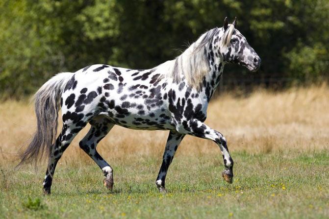 razas de caballos apalusa