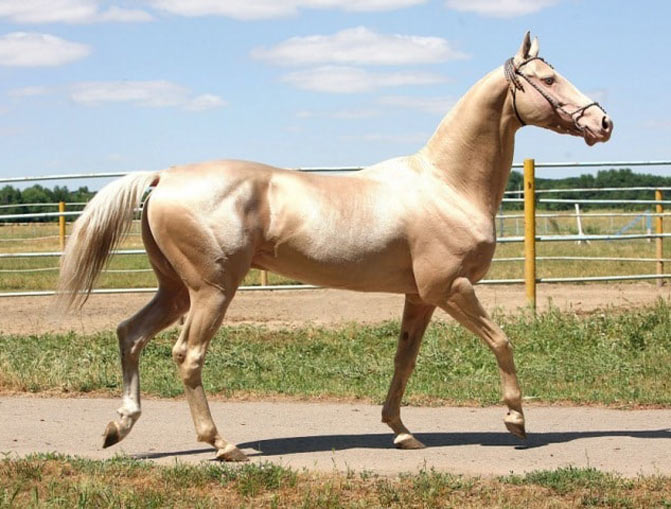 razas de caballos arabe dorado