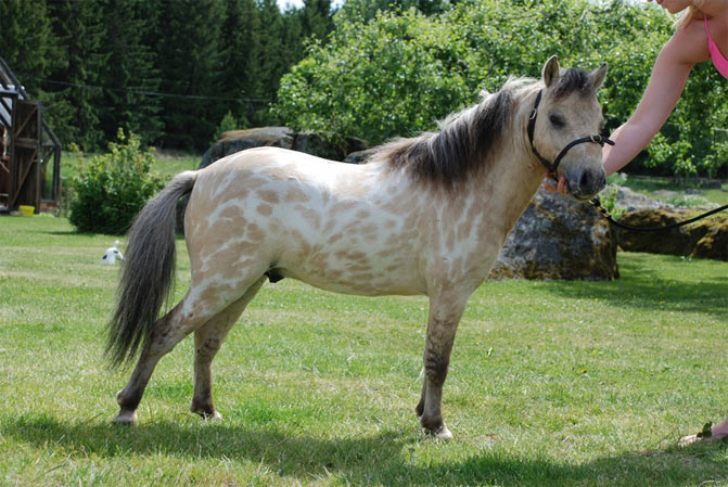razas de caballos caballo miniatura