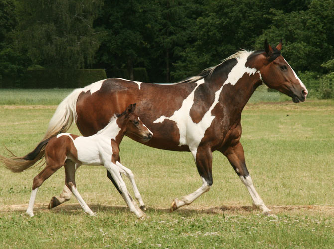 razas de caballos paint horse