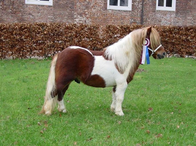 razas de caballos poni gales
