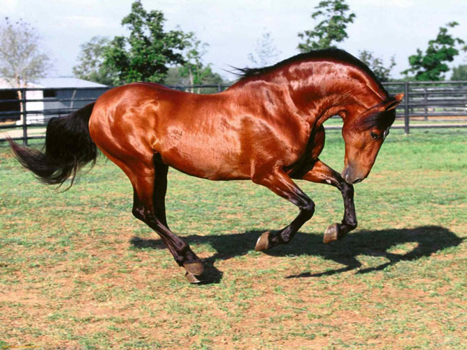 razas de caballos pura sangre