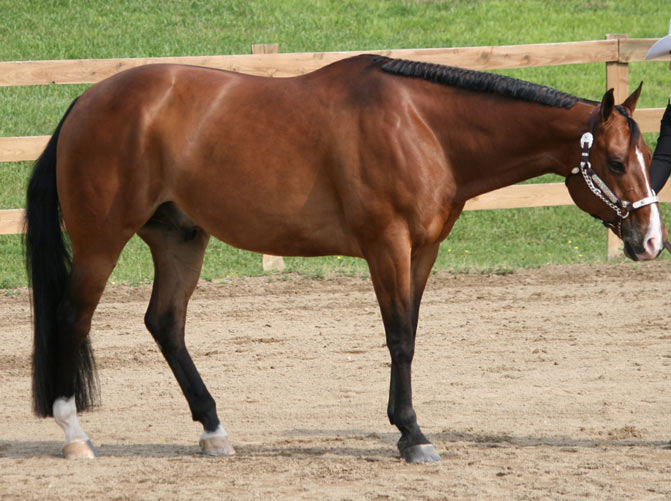 razas de caballos quarter horse