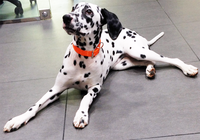 collar-para-perro-biothane
