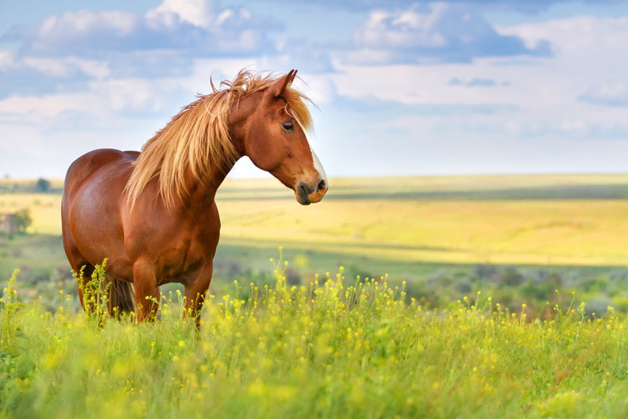 proteger a tu caballo de los insectos