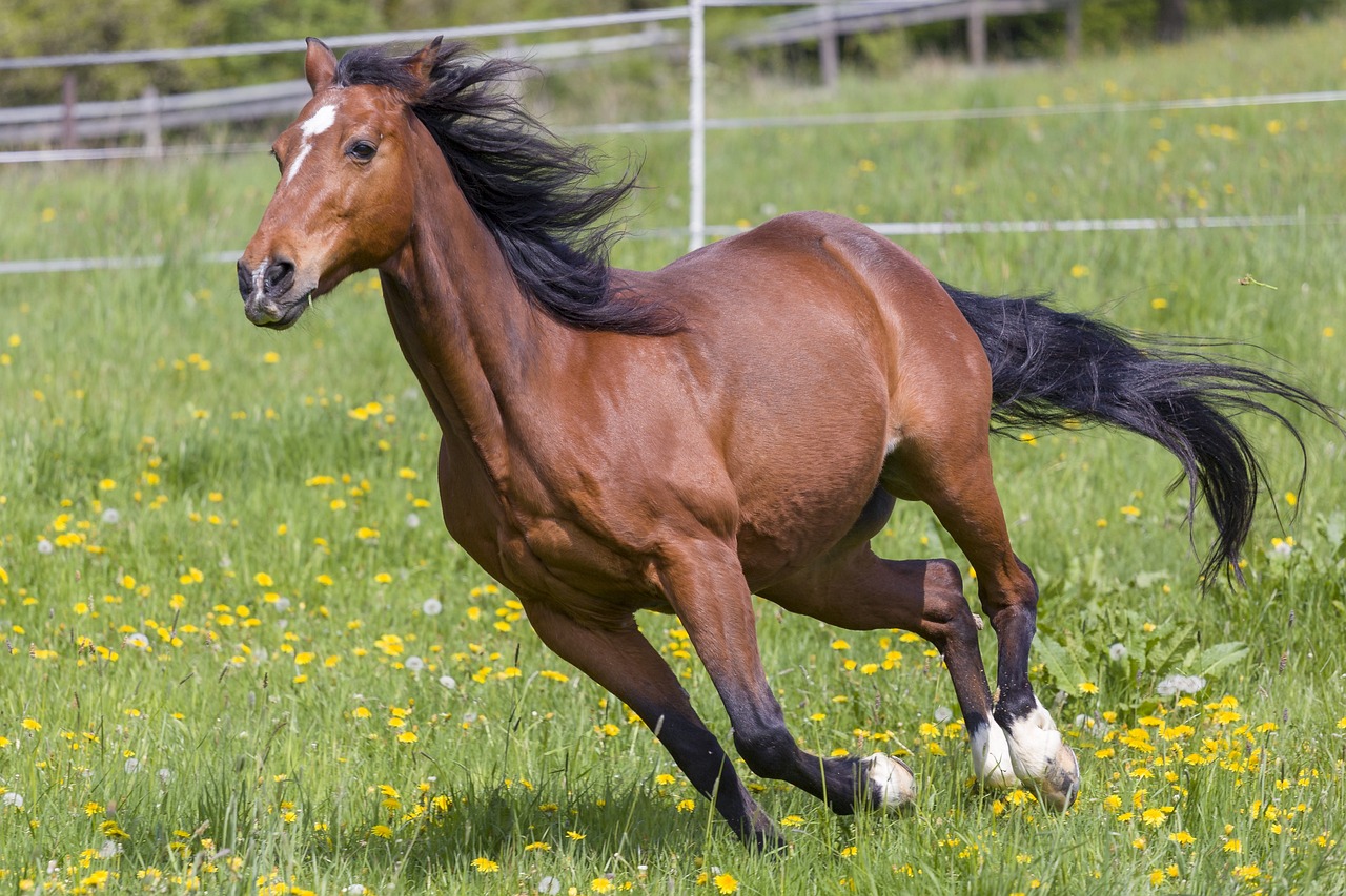 Galope del caballo
