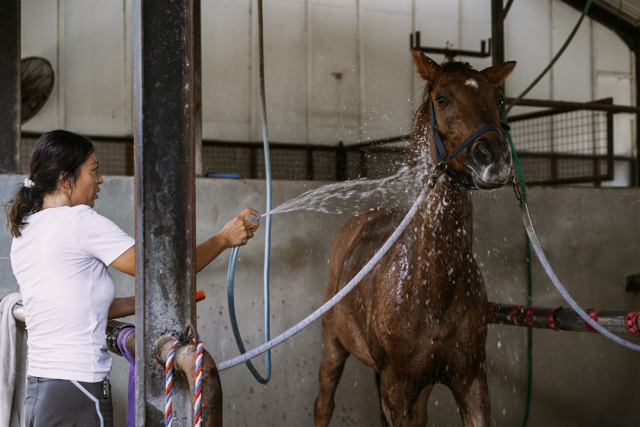 Higiene del caballo Horse hygiene