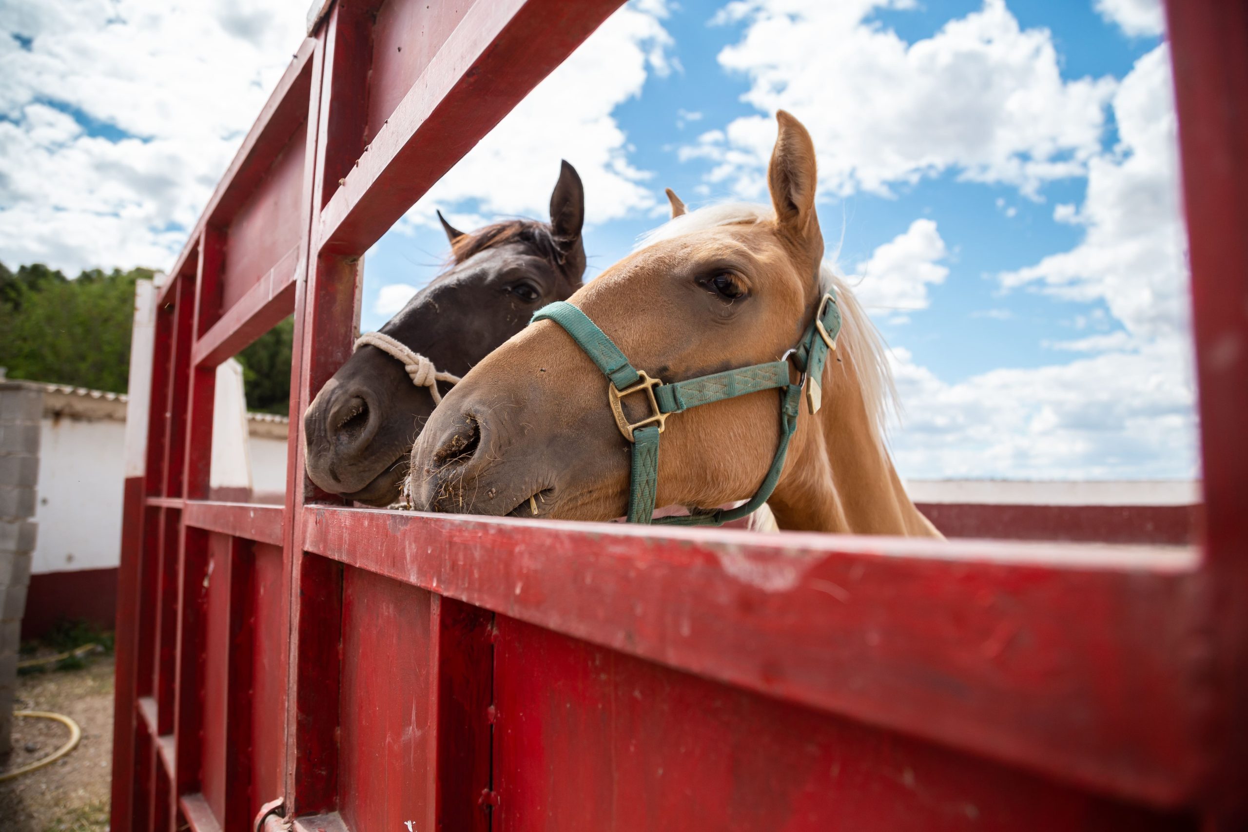 Transporte de caballos transporting horses