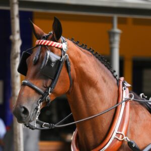 Enganches para Caballos